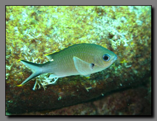 brown chromis